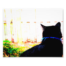 Black Cat From Back Looking Out Window Photo