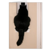 Black cat in skinny window greeting cards