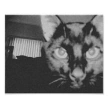 Black Cat Art Photo