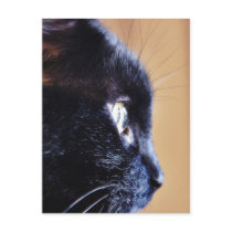Black Cat Postcard
