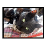 "Black Cat" postcard