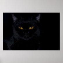 Black Cat Plakatdruck