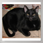BLACK CAT POSTERS