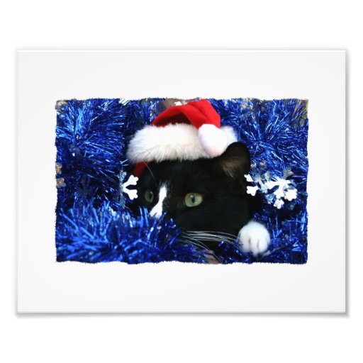 Black Cat, Santa hat, blue tinsel, ready to pounce Photo Art