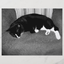 black cat sleeping on chair bw photo flyers