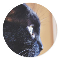 Black Cat Stickers