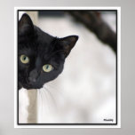 Black Cat - with border Posters