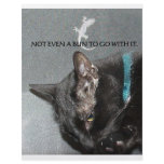 BLACK CAT WITH GECKO FLYER DESIGN