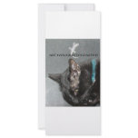 BLACK CAT WITH GECKO rack cards
