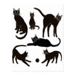 Black Cats Postcard