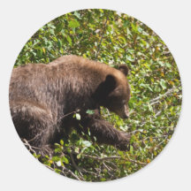 Black Cinnamon Bear Round Sticker