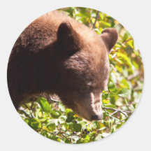 Black Cinnamon Bear Round Stickers