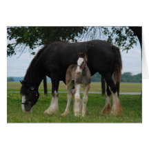 Black Clydesdale and Filly Cards