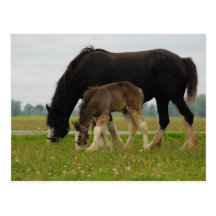 Black Clydesdale and Filly Postcard