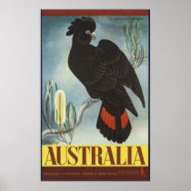 Black Cockatoo Vintage Poster