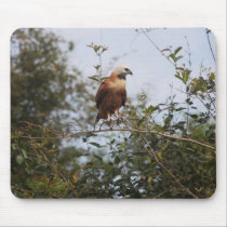 Black-collared Hawk mousepads