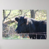 Black Cow Looking Out Of Fence Poster