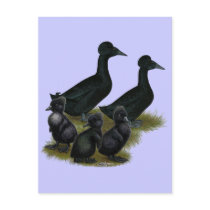 Black Crested Duck Family Postcards