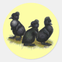 Black Crested Ducklings Sticker