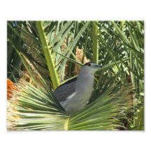 Black-Crowned Night Heron Photo Print