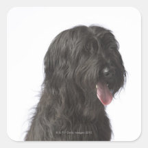 Black dog, Briard Square Sticker