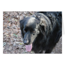 black dog cards