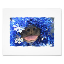 Black Dog Nose with Blue Tinsel Tongue Out Photo Art