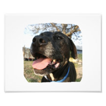 Black Dog Pink Tongue Smiling In Camera Art Photo