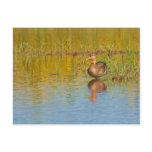 Black Duck on a Golden Pond Postcards