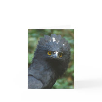 Black Eagle Notecards