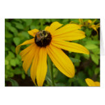 Black eye susand with bee card