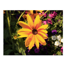 Black Eyed Postcard