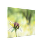 Black Eyed Susan Bud And The Old Oak Gallery Wrap Canvas
