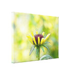 Black Eyed Susan Bud In Profile Stretched Canvas Prints