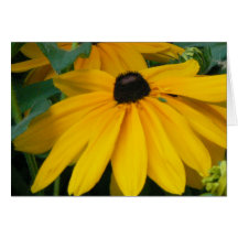 Black-eyed Susan Cards