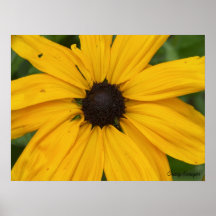 Black-eyed Susan - Customized Print