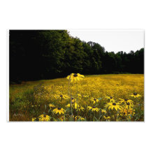 Black-Eyed Susan Field Photo Art