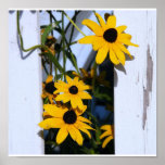 Black Eyed Susan Posters