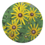 Black-eyed Susan, Rudbeckia hirta Round Sticker