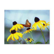 black-eyed susan with butterfly 1 post cards