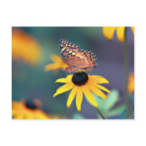 black-eyed susan with butterfly 2 postcards