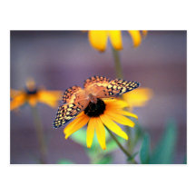 black-eyed susan with butterfly 3 post card