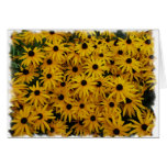 Black Eyed Susans Card