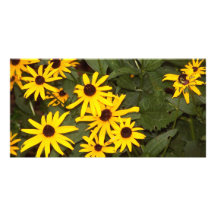 Black Eyed Susans Photo Greeting Card