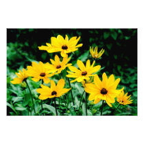 'Black Eyed Susans' Photographic Print