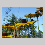 Black eyed Susans posters