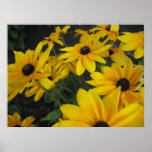 Black Eyed Susans posters