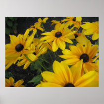 Black Eyed Susans Posters