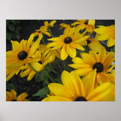 Black Eyed Susans Posters by ButtermilkHill