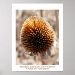 'Black-Eyed Susan's Pupil, Blown in Winter'